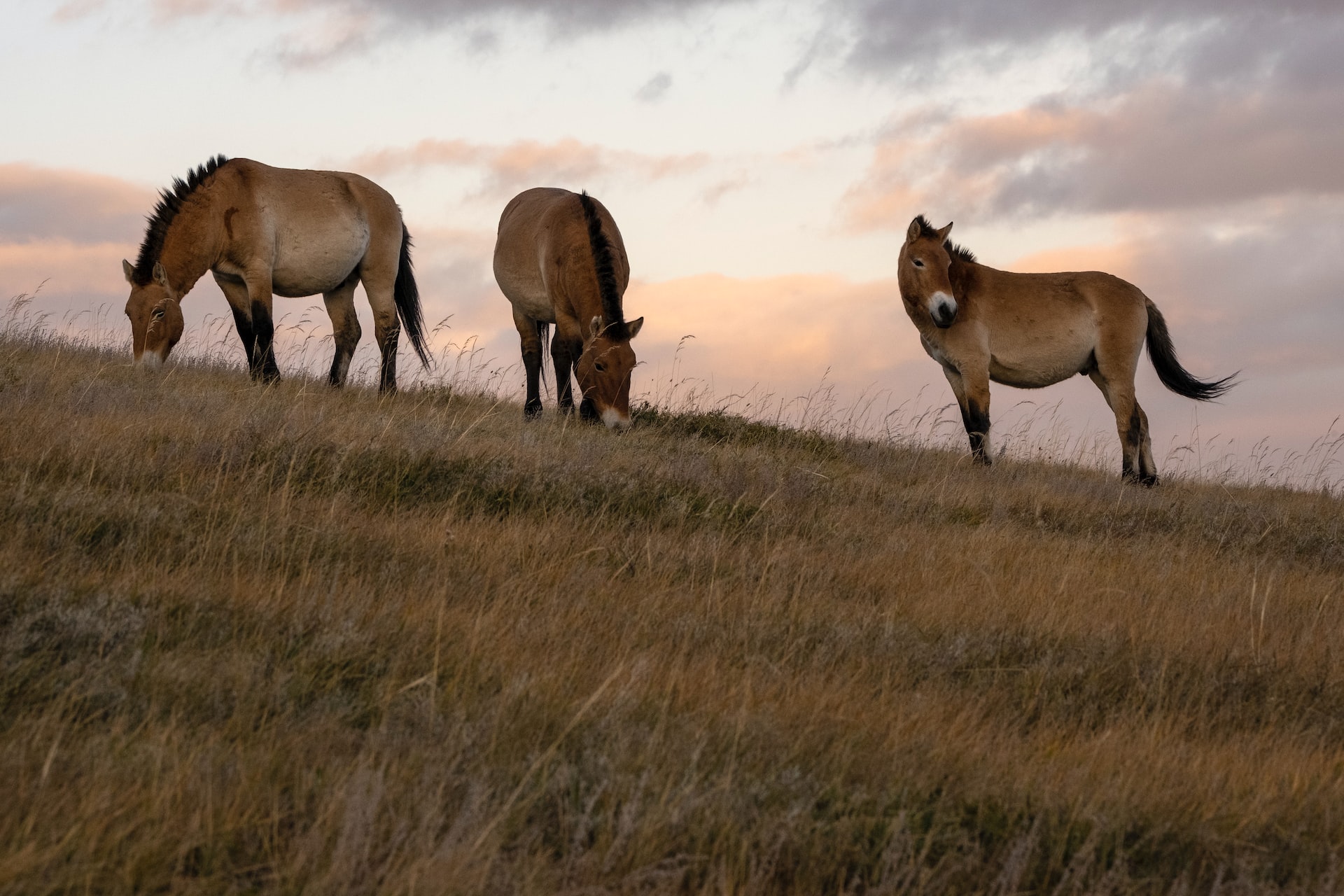 Mongolia interesting facts