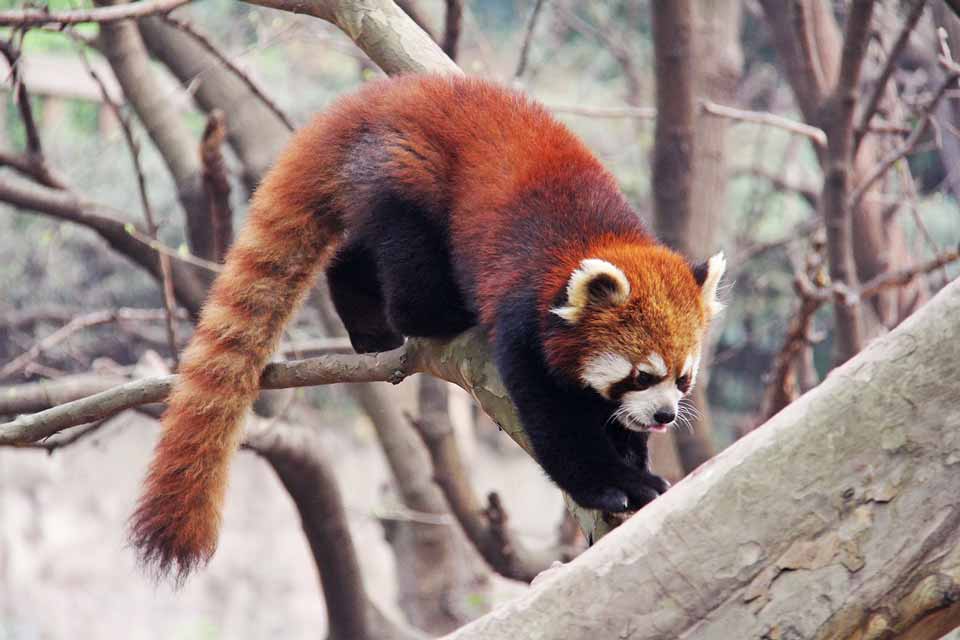 Chengdu red panda