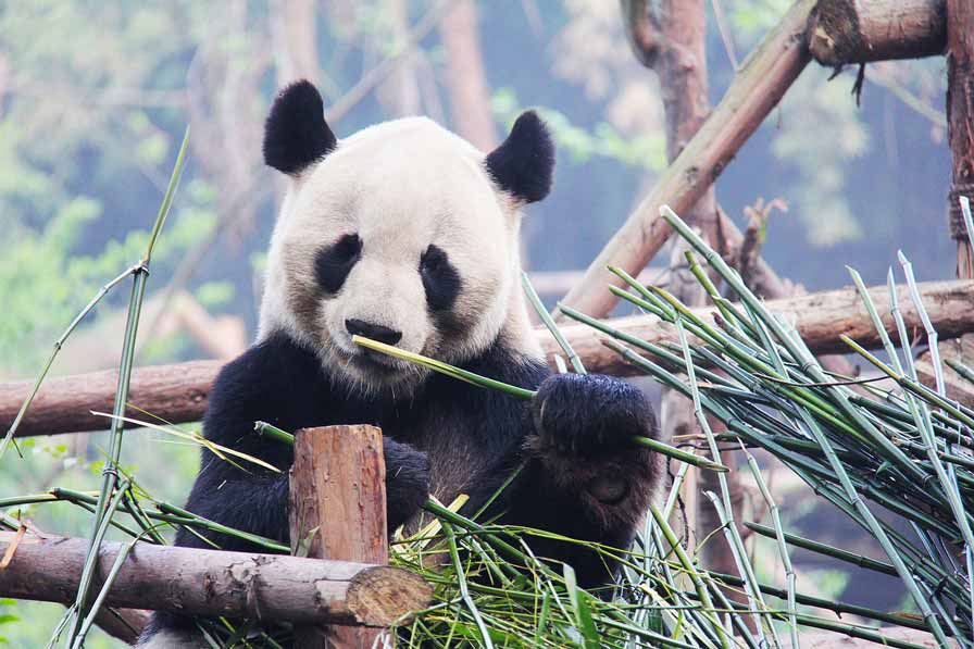 Chengdu panda 
