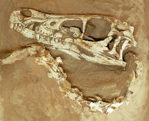Velociraptor fossil
