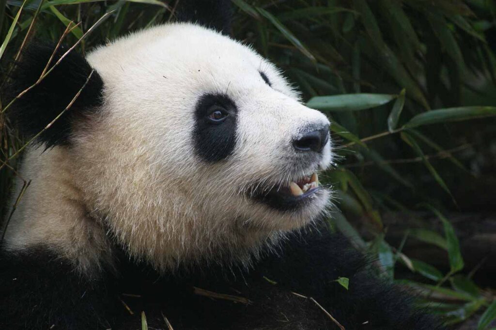 Chengdu panda