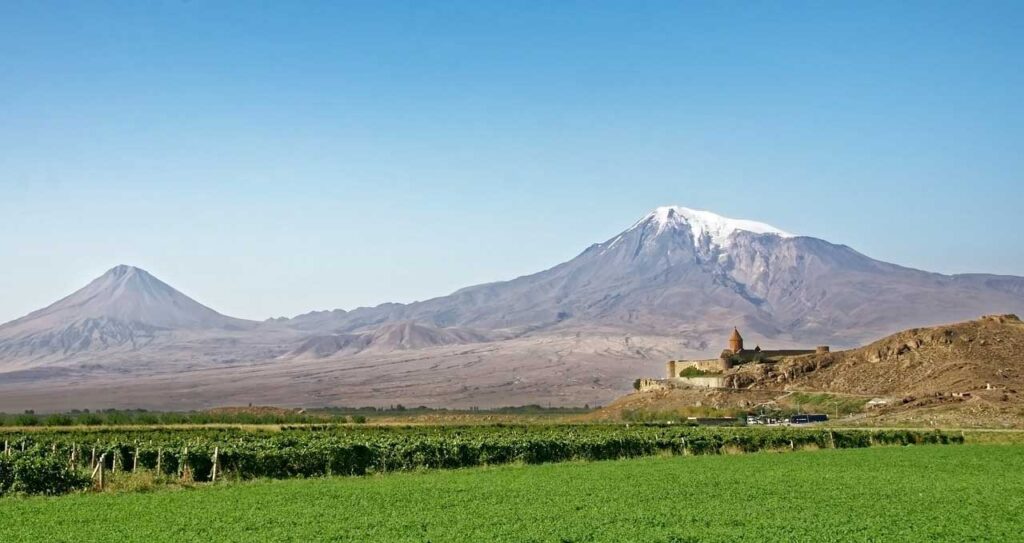 Vineyard in Armenia 