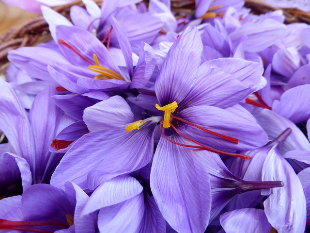 Saffron flowers 