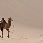 camel in Gobi Desert