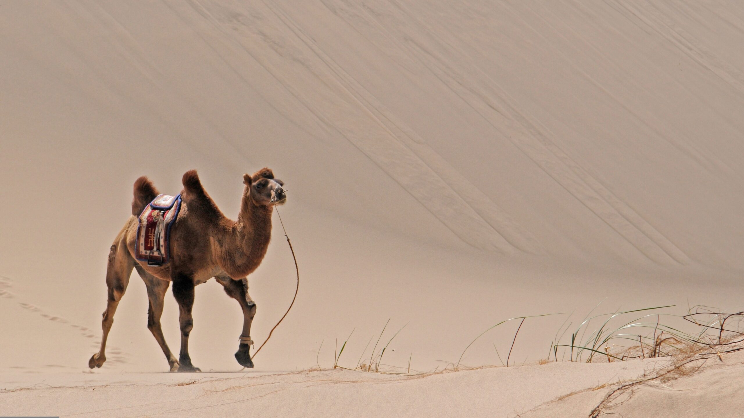 21 Fun facts about the Gobi Desert!